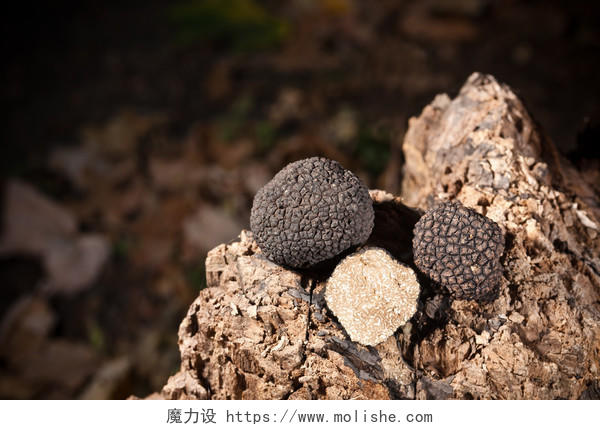 在地壳上的黑菌块茎